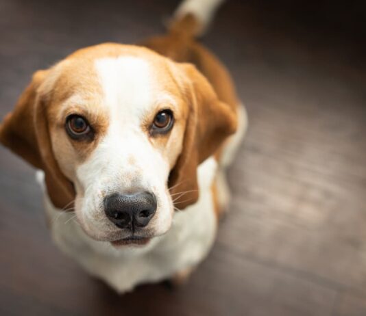 Il carcinoma alla tiroide nel cane tiroide cane