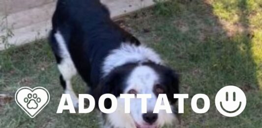 Adottato sif simpatico