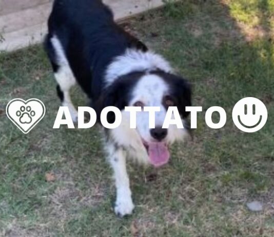 Adottato sif simpatico