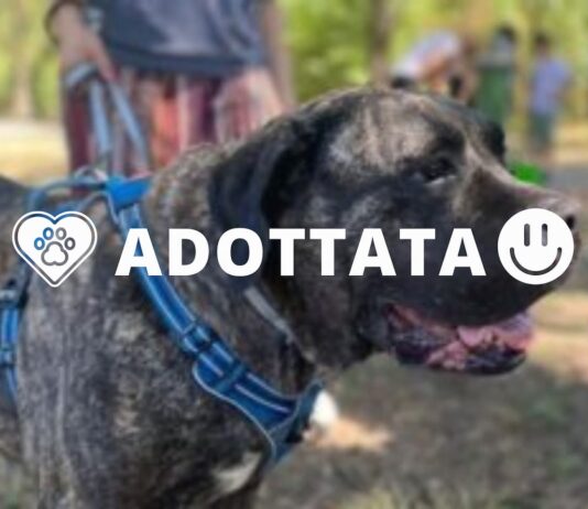 Maila, dolcissima femmina di Cane Corso cerca famiglia Maila 1 Adottata