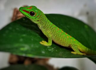 Phelsuma grandis Photo e animali- Massimiliano Petricca bella