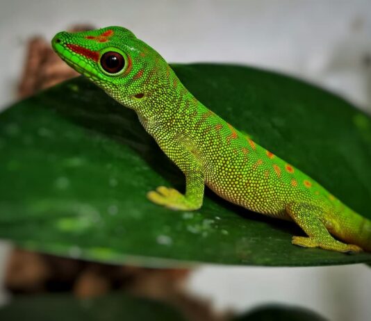I gechi diurni del Madagascar Phelsuma grandis Photo e animali- Massimiliano Petricca bella
