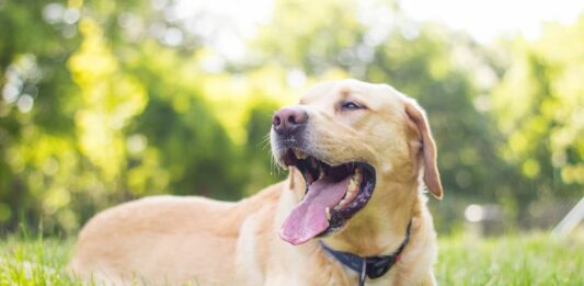 Vermi cane golden