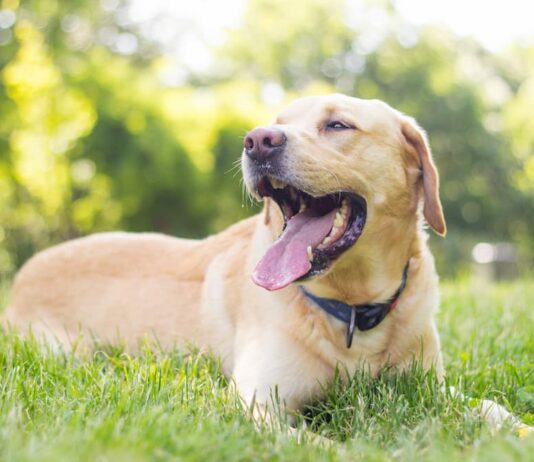 Vermi cane golden