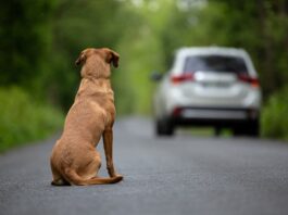 abbandono animali