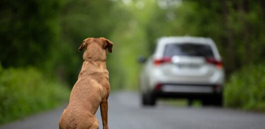 abbandono animali