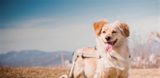 cane disabile montagna