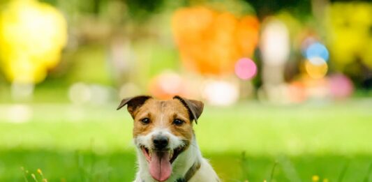 I cani possono entrare nei parchi? E nelle aree protette? cani parchi