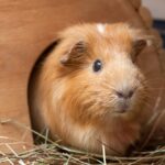 cavia gabbia