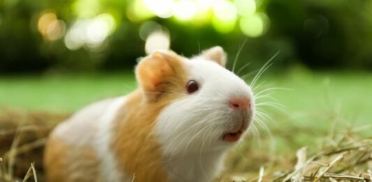 Cavia in gabbia e libera di uscire cavia gabbia giardino