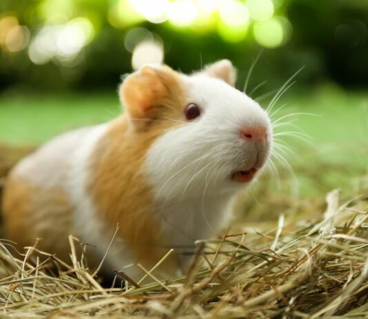 cavia gabbia giardino