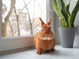 Cosa non può mangiare il coniglio di ciò che è “verde”? cosa mangia coniglio