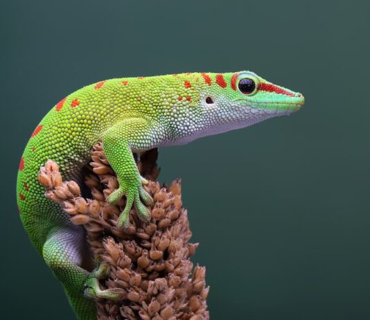 Tre gechi a confronto: abitudini, comportamento e gestione gechi