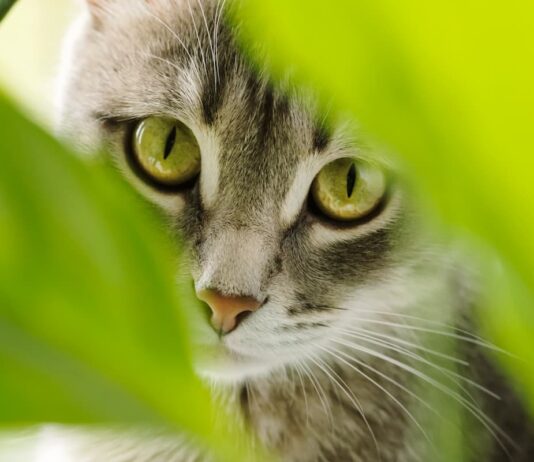 Il linguaggio dei gatti: guida per immagini per capire meglio le loro emozioni