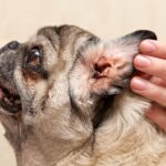 otite cane orecchio