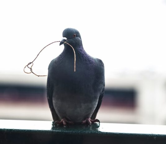 Come evitare che i piccioni facciano un nido sul balcone piccioni nido