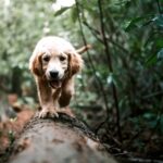 pulci cani