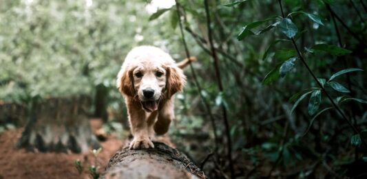 Tutto ciò che serve sapere sulle pulci dei cani pulci cani