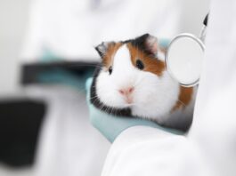 terapia laser animali