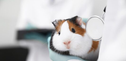 terapia laser animali