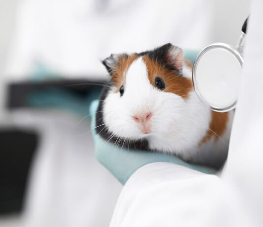 L’utilizzo del laser nella terapia degli animali domestici non convenzionali terapia laser animali