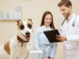 vacanza con cane