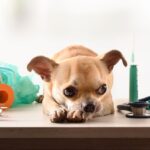 cane quanto costa veterinario