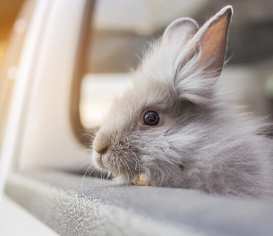 colpo di calore coniglio