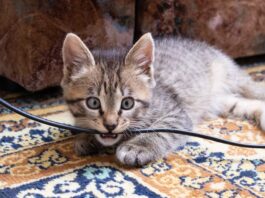 comportamenti strani gatto