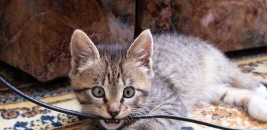 comportamenti strani gatto