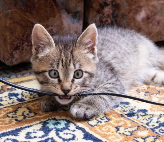 comportamenti strani gatto