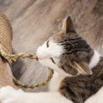 comportamenti strani gatto pica