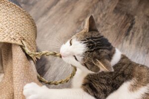 comportamenti strani gatto pica