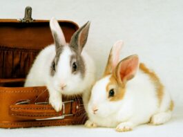 Il coniglio e il viaggio in auto in estate coniglio viaggio auto