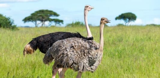 Lo struzzo, un animale da record lo struzzo maschio e femmina