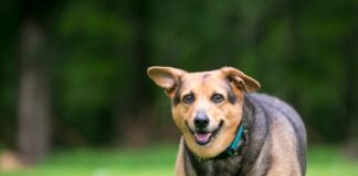 obesità cane