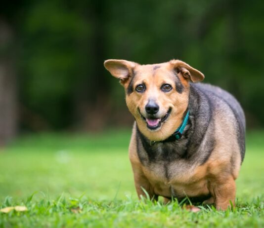 obesità cane