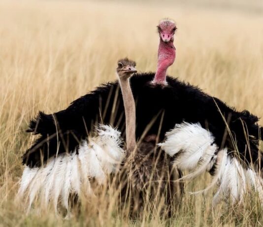 riproduzione struzzo