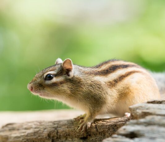 scoiattolo giapponese