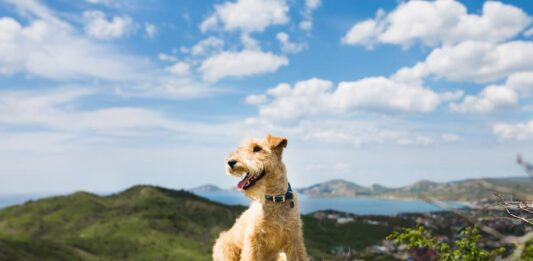 vacanza mare cane
