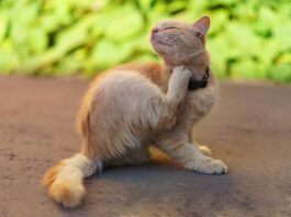 allergia nel gatto