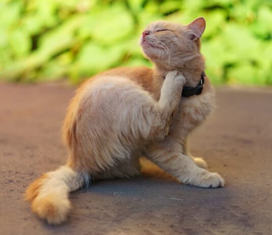 allergia nel gatto