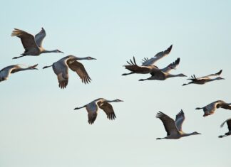 cambiamenti climatici