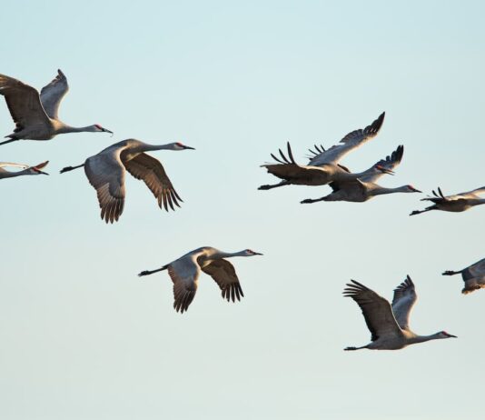 I cambiamenti climatici alterano le migrazioni degli uccelli cambiamenti climatici