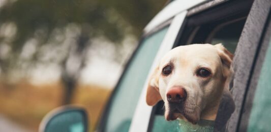 cane mal d'auto finestrino auto
