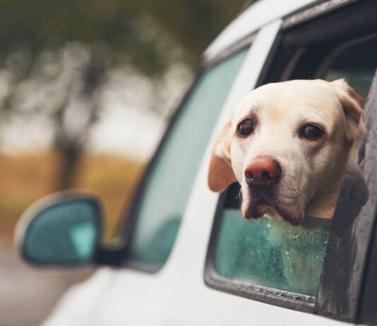 cane mal d'auto finestrino auto