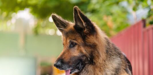 cane problemi renali anziano