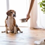 cane problemi renali ciotola