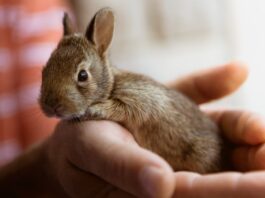 coniglio domestico mano