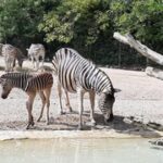 cucciolo zebra mamma
